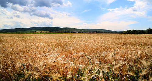 Пшеничные поля. Фото: http://www.ingushetia.ru/photo/archives/g194f008.shtml