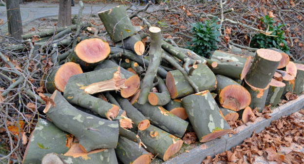 Распиленный на части платан. Фото Светланы Кравченко для "Кавказского узла"