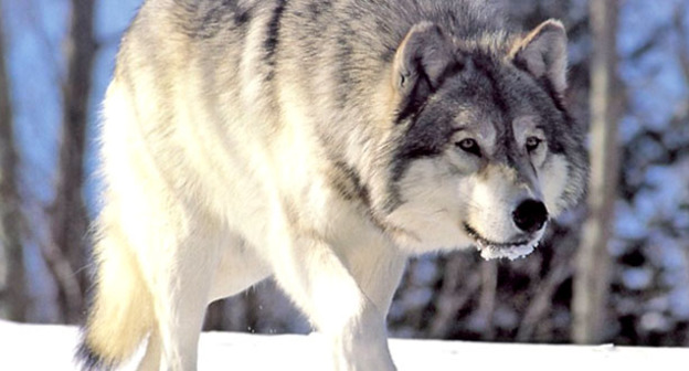 Волк. Фото https://ru.wikipedia.org/