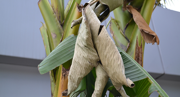 Засохшая под воздействием вредителей пальма в Сочи. Фото Светланы Кравченко для "Кавказского узла"