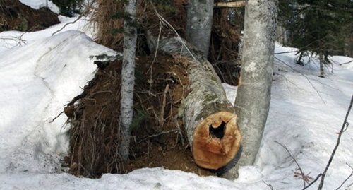 Срубленное дерево в памятнике природы "Верховья рек Пшеха и Пшехашха", март 2015. Фото: Михаил Плотников, http://ewnc.org/node/17612