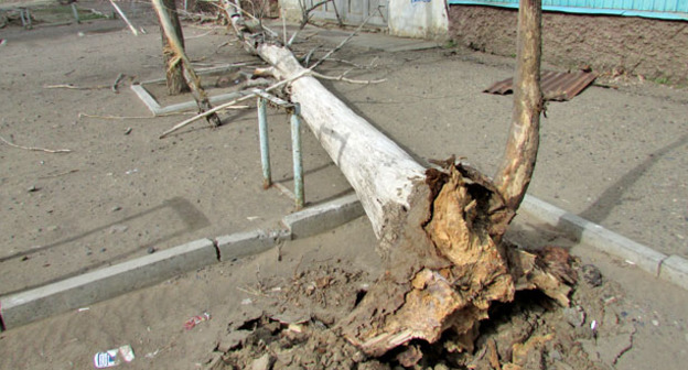 Паваленое дерево в результате шквалистого ветра. Астрахань, 30 марта 2015 г. Фото Вячеслава Ященко для "Кавказского узла"