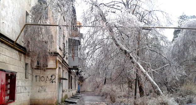 Деревья во льду. Краснодар. Фото Натальи Дорохиной для "Кавказского узла"