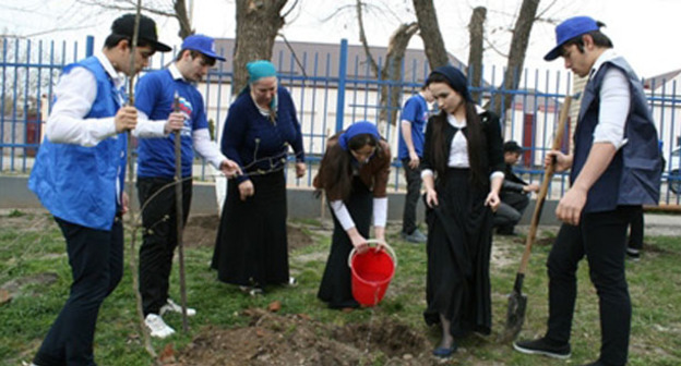 Посадка саженцев на пришкольных территориях общеобразовательных учреждений Чеченской Республики. Апрель 2015 г. Фото http://chechnyatoday.com/content/view/278231'