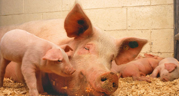 Свиньи. Фото https://ru.wikipedia.org/