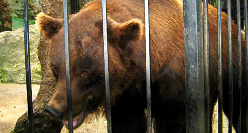 Медведь в клетке. Фото: http://bloknot.ru/chp/v-rostovskoj-oblasti-medved-otkusil-ruku-malen-koj-devochke-79491.html