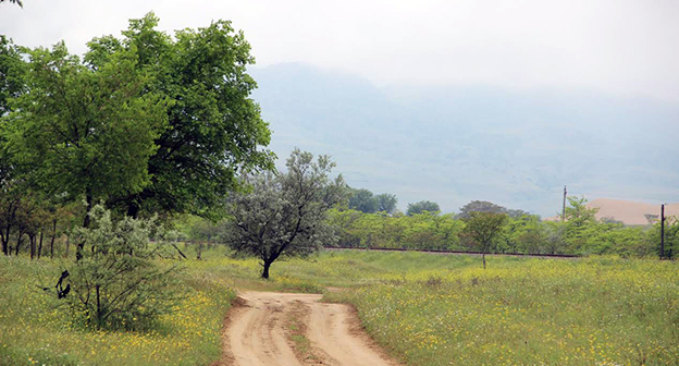 скот пасется на  горном пастбище. Фото Ахмеда Альдебирова для "Кавказского узла" 