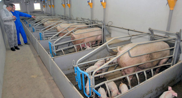 Свиноводческая ферма. Фото: Иван Журавлев / Югополис