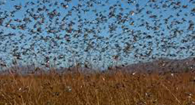 Нашествие саранчи на село Ачикулак, Ставропольский край. 28 июля 2015 г. Кадр из видео Романа Еремцова https://www.youtube.com/watch?t=19&v=dQ5YRxK0jBE