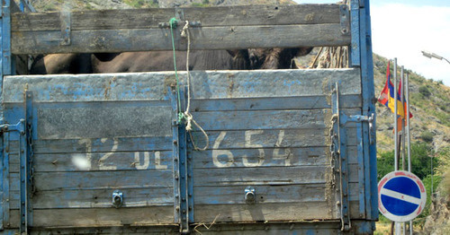 Перевозка крупного рогата скота. Нагорный Карабах, июль 2015 г. Фото Алвард Григорян для "Кавказского узла"