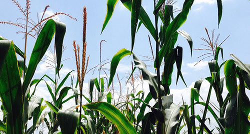 Кукуруза. Фото Магомеда Магомедова для "Кавазского узла"