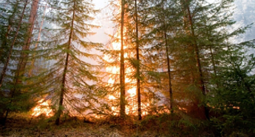 Лесной пожар. Фото: http://www.34.mchs.gov.ru/pressroom/news/item/3008888/