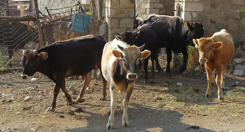 Случаи заражения оспой крупного рогатого скота  зафиксирован  94 сельских общинах в Нагорном Карабахе. Мартакертский район, село Нор-Джрабер,  18 июля 2015 год. Фото Алвард Григорян