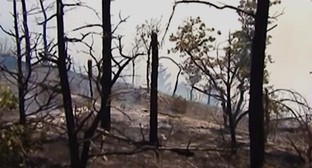 Обугленные деревья в лесу под Геленджиком после пожара. Фото: www.youtube.com/watch?v=laAcQl0gzn0