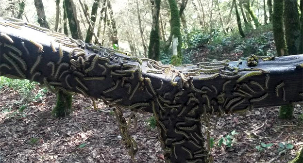 Самшитовая огневка. Фото: http://gorodskoyportal.ru/sochi/news/news/8044902/