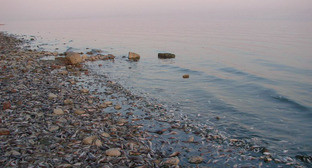 Выброс рыбы на берег под Таганрогом. Август 2015 г. Фото: Евгений Королев http://mytaganrog.com/