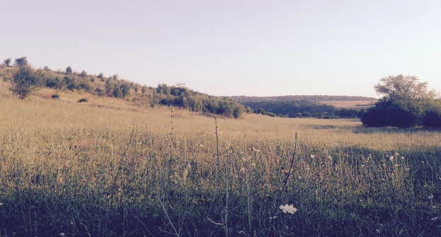 Пастбище в Гудермесском районе Чечни. Фото Магомеда Магомедова для "Кавказского узла"