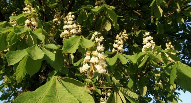 Цветущий каштан. Фото: Dailystavropol.ru