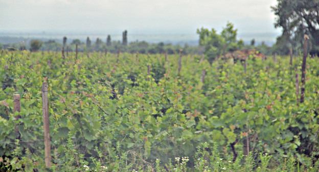 Виноградник. Фото Магомеда Магомедова для "Кавказского узла"