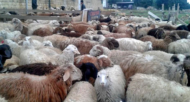 Жертвенные животные для празднования Курбан-Байрам. Фото Патимат Махмудовой для "Кавказского узла"