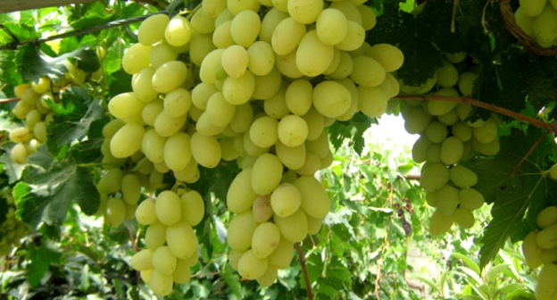 Виноград. Фото http://ru.aravot.am/2013/11/02/174083/