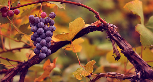 Виноград. Фото: eflon (Alex from Ithaca, NY) - Flickr https://en.wikipedia.org/