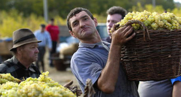 Сбор винограда. Фото http://www.alcoexpert.ru/itnews/1320-filloksera-mozhet-unichtozhit-vse-vinogradniki-armenii.html