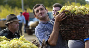 Сбор винограда. Фото http://www.alcoexpert.ru/itnews/1320-filloksera-mozhet-unichtozhit-vse-vinogradniki-armenii.html Сбор винограда. Фото http://www.alcoexpert.ru/itnews/1320-filloksera-mozhet-unichtozhit-vse-vinogradniki-armenii.html