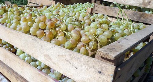 Виноград урожая 2015 года. Фото Армине Мартиросян