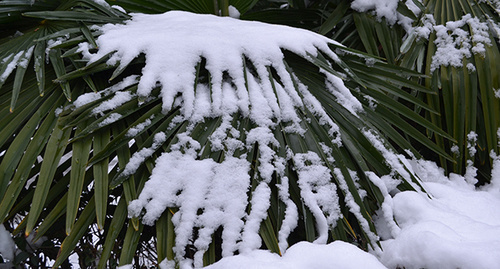 Снег на пальме в Сочи. Фото Светланы Кравченко для "Кавказского узла"