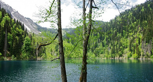 Рицинский реликтовый национальный парк. Фото: http://абхазия.рф/о-стране/география-и-природа/природные-заповедники/ррнп