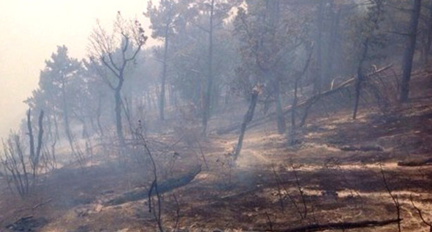 Лесной пожар. Фото: пресс-служба администрации Геленджика