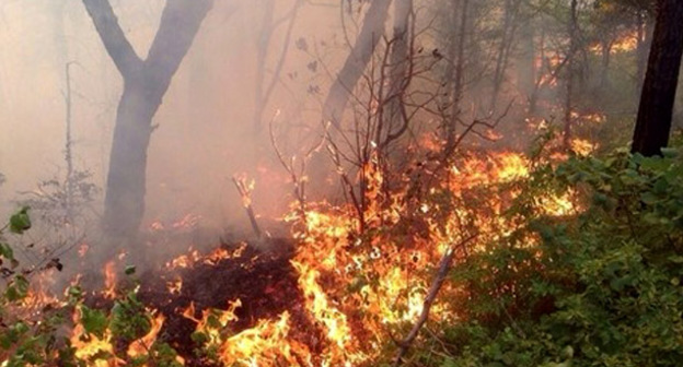 Лесной пожар. Фото: пресс-служба администрации Геленджика