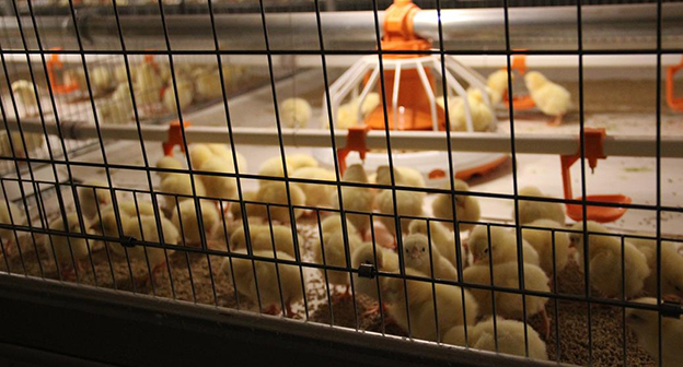 Цех клеточного содержания птицы. Фото: http://астрахань.рф/news/74741