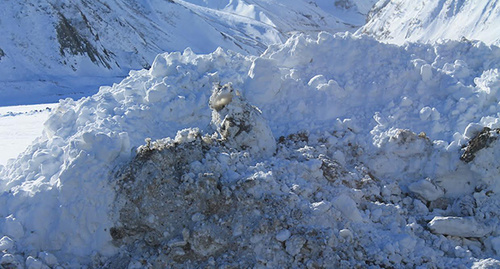 Снежный сугроб на обочине дороги в Грузии. Фото Магомеда Магомедова для "Кавказского узла"