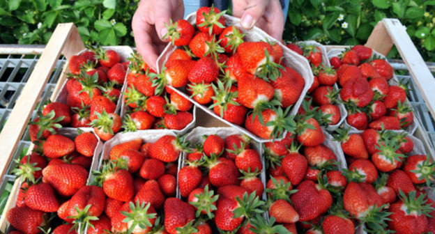 Клубника. Фото: http://fruitinfo.ru/trade/klubnika-iz-grecii-8189