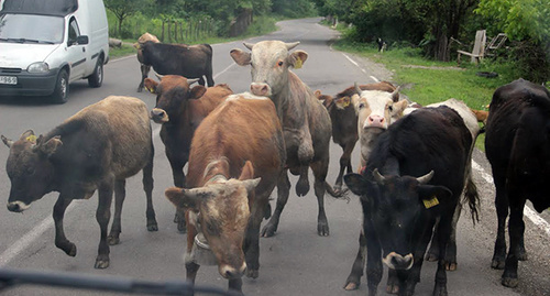 Стадо коров на дороге. Фото Магомеда Магомедова для "Кавказского узла"