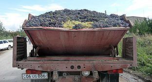 Урожай винограда. Кахцрашенский район Армении. Октябрь 2015 г. Фото Армине Мартиросян для "Кавказского узла" Урожай винограда. Кахцрашенский район Армении. Октябрь 2015 г. Фото Армине Мартиросян для "Кавказского узла"