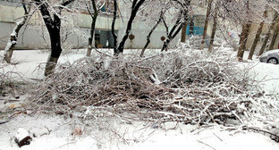 Поломанные ветки деревьев. Фото Олега Пчелова для "Кавказского узла"