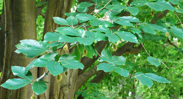 Бук. Фото: Drahkrub https://ru.wikipedia.org/