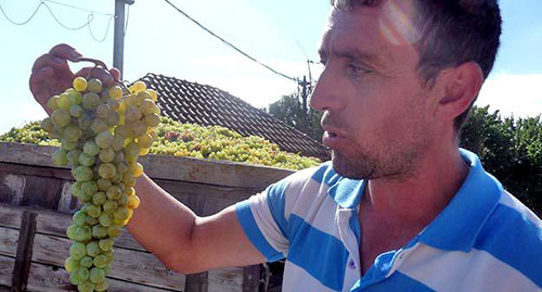 Фермер показывает собранный урожай винограда. Лето 2015 г. Фото Армине Мартиросян для "Кавказского узла"