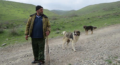 Пастух в Мартакерском районе. Нагорный Карабах, 17 апреля 2016 г. Фото Алвард Григорян для "Кавказского узла"