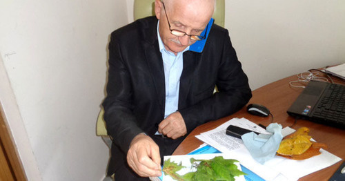 Лидер общественного экологического совета Сочи Владимир Остапук изучает опавшие весной листья платана. Сочи, весна 2016 г. Фото Светланы Кравченко для "Кавказского узла"