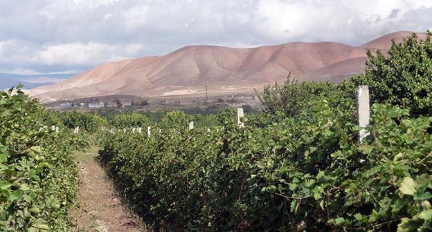 Виноградник. Армения. Фото Армине Мартиросян для "Кавказского узла"