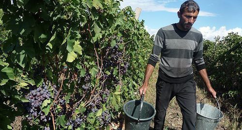 Сбор урожая винограда в Армении в 2015 году. Фото Армине Мартиросян для "Кавказского узла"