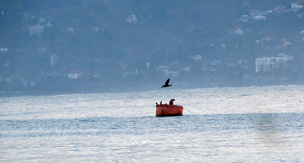 Батумская бухта. Баклан над сигнальным буем. Фото Беслана Кмузова для "Кавказского узла"
