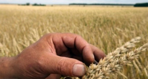 Колос пшеницы. Фото: http://dosug.md/ru/news/129544/