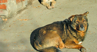 Бездомная собака. Фото Вячеслава Ященко для "Кавказского узла"