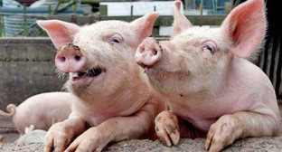 Свиньи. Фото: minipedia.org.ua