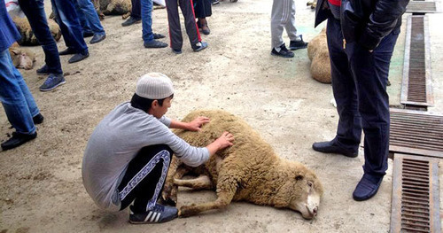 Человек может как сам забить животное, так и доверить это волонтерам. Фото Патимат Махмудовой для "Кавказского узла"